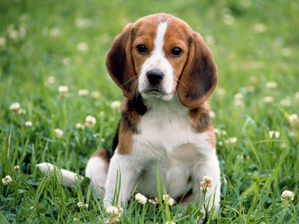 บีเกิล (Beagle)