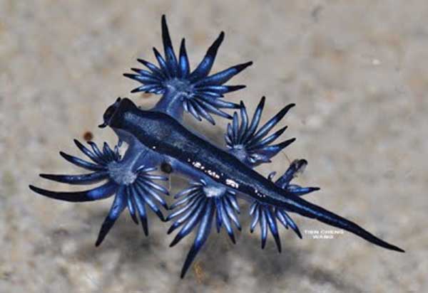 ทากทะเล