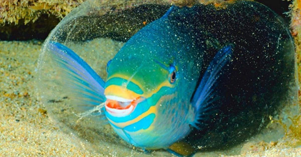 ปลานกแก้ว