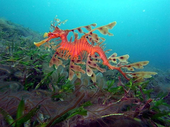 มังกรทะเลใบไม้ Leafy seadragon