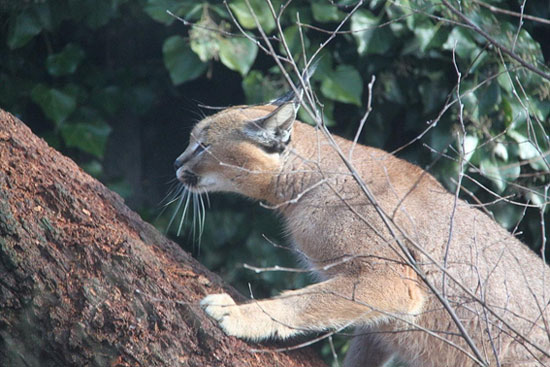 คาราคัล-Caracal