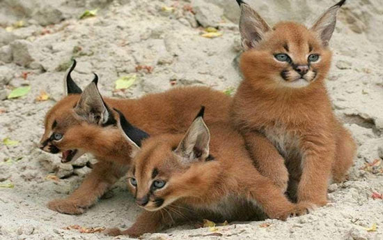 คาราคัล-Caracal
