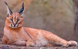 คาราคัล-Caracal