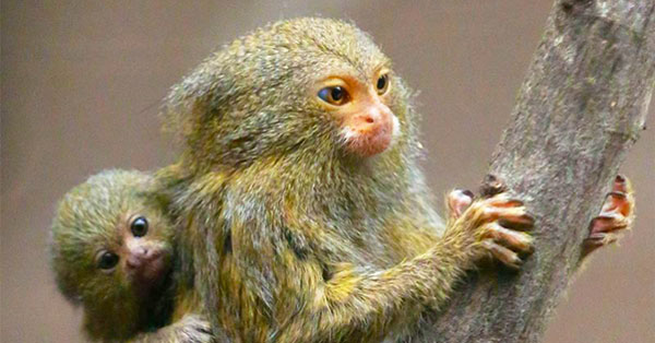 Common-Marmoset-ลิงมาโมเสท