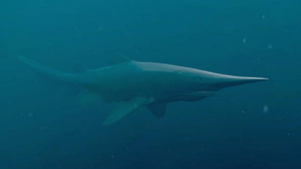 ปลาฉลามก็อบลิน สัตว์น้ำลึกที่หาได้ยาก