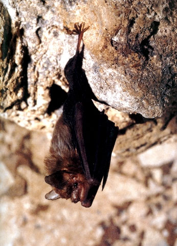 สัตว์เฉพาะถิ่น-ในประเทศไทย