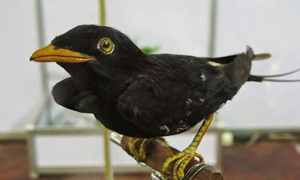 สัตว์เฉพาะถิ่น-ในประเทศไทย