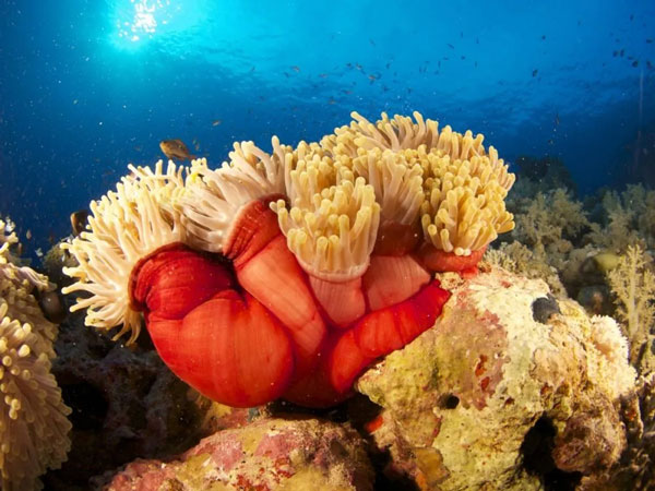สัตว์จำพวกไนดาเรีย ดอกไม้ทะเล