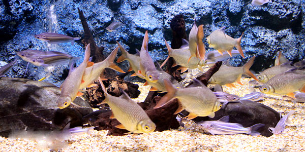 สัตว์น้ำเค็ม