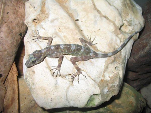 สัตว์เฉพาะถิ่น-ในประเทศไทย