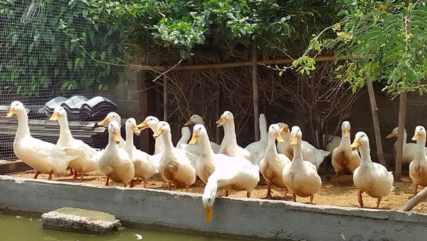 เป็ด สัตว์เศรษฐกิจในประเทศไทย