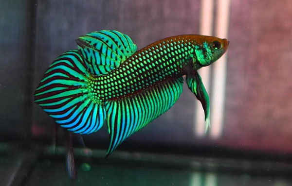 ปลากัด สัตว์เศรษฐกิจในประเทศไทย