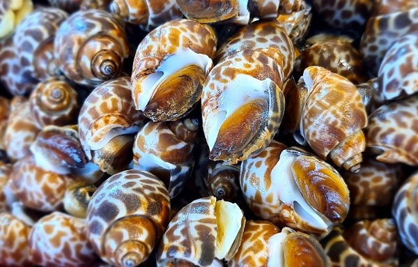 หอยหวาน สัตว์เศรษฐกิจในประเทศไทย