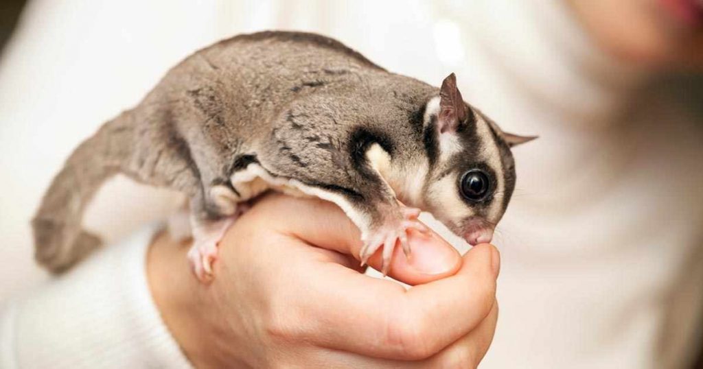 ชูการ์ไกลเดอร์