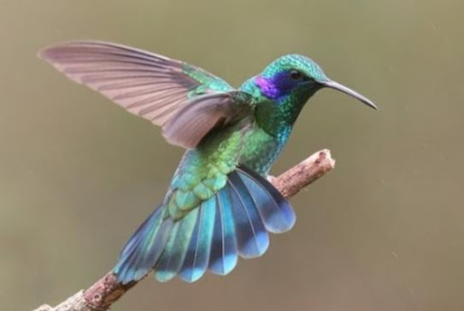 นกฮัมมิ่งเบิร์ด