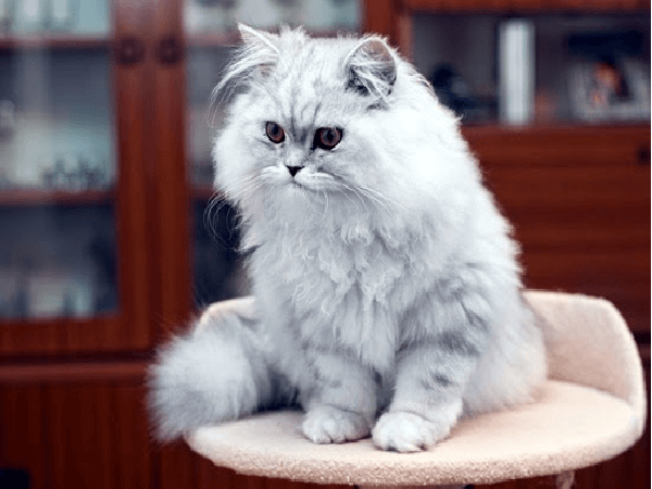 แมวเปอร์เซีย