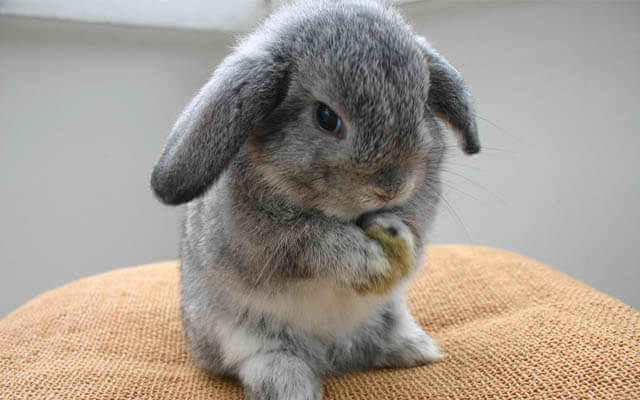 กระต่าย