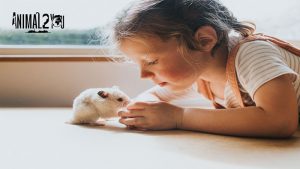 แฮมเตอร์