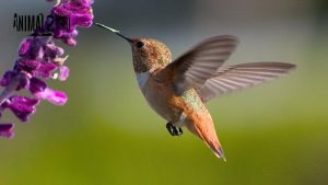 นกฮัมมิ่งเบิร์ด