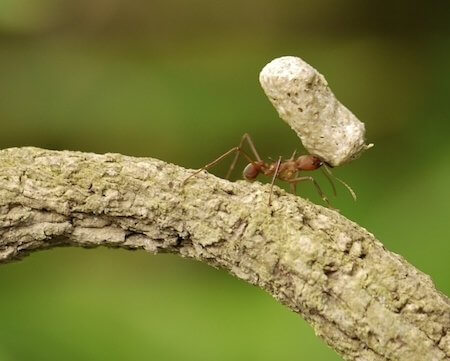 รู้จักมด สัตว์ตัวจิ๋ว