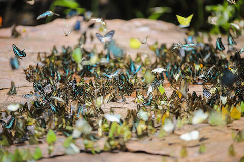 แมลงผีเสื้อ สัตว์ปีกสวยงามของโลก