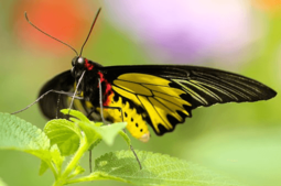 แมลงผีเสื้อ สัตว์ปีกสวยงามของโลก