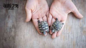 เต่าญี่ปุ่น