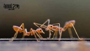 รู้จักมด สัตว์ตัวจิ๋ว