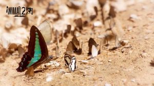 แมลงผีเสื้อ สัตว์ปีกสวยงามของโลก