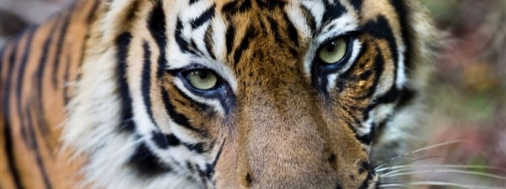 เสือราชันย์แห่งป่า