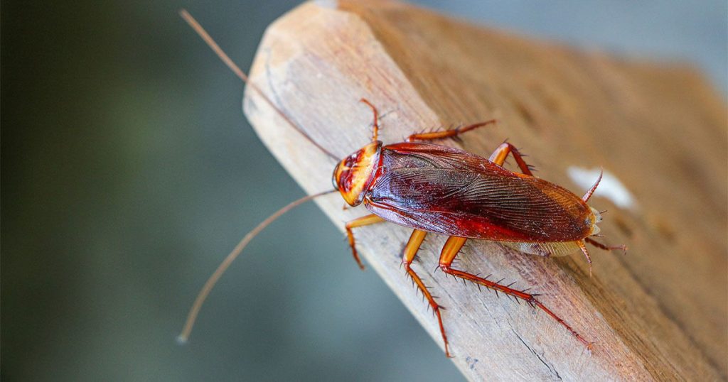 แมลงสาบสัตว์ชวนขนลุก