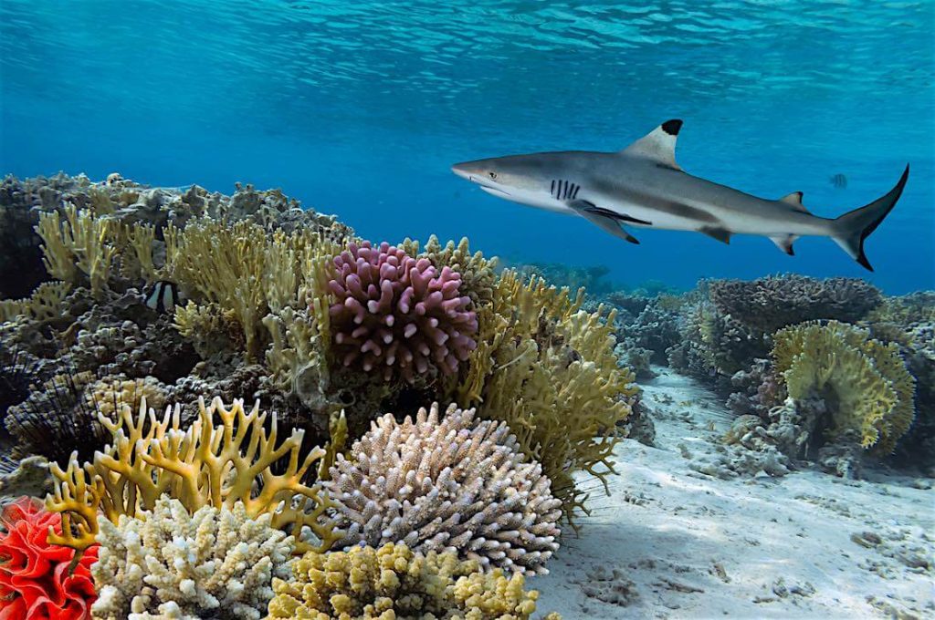 ปลาฉลาม