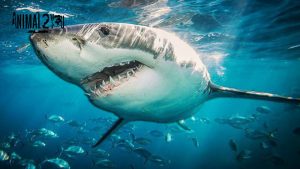 ปลาฉลาม