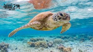 เต่าทะเล