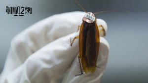 แมลงสาบสัตว์ชวนขนลุก