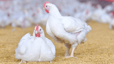 เรื่องของไก่