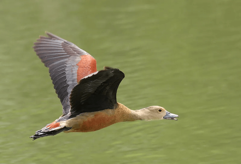 เรื่องเล่าของเป็ด