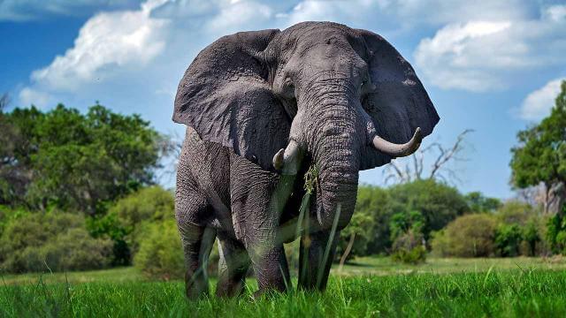 สตอรี่ของช้าง