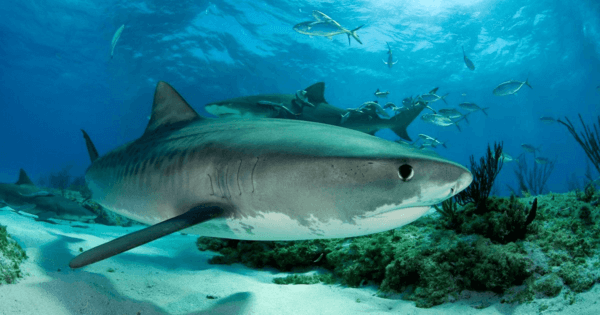 เรื่องเล่าของฉลาม