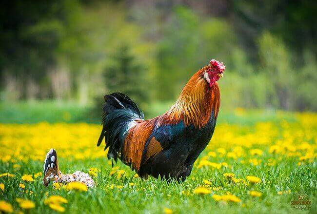 เรื่อง ของ ไก่