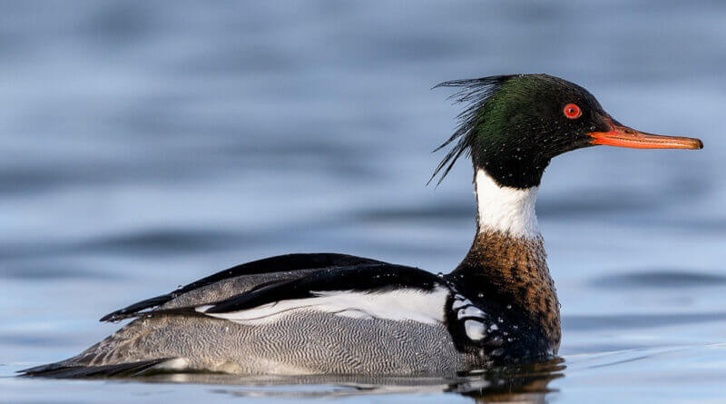 เรื่องเล่าของเป็ด