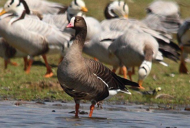 เรื่องเล่าของเป็ด