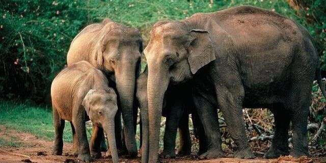 สตอรี่ของช้าง