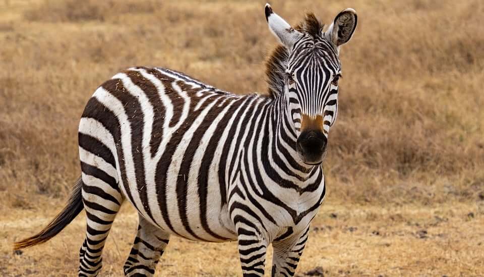 ประวัติ ม้าลาย