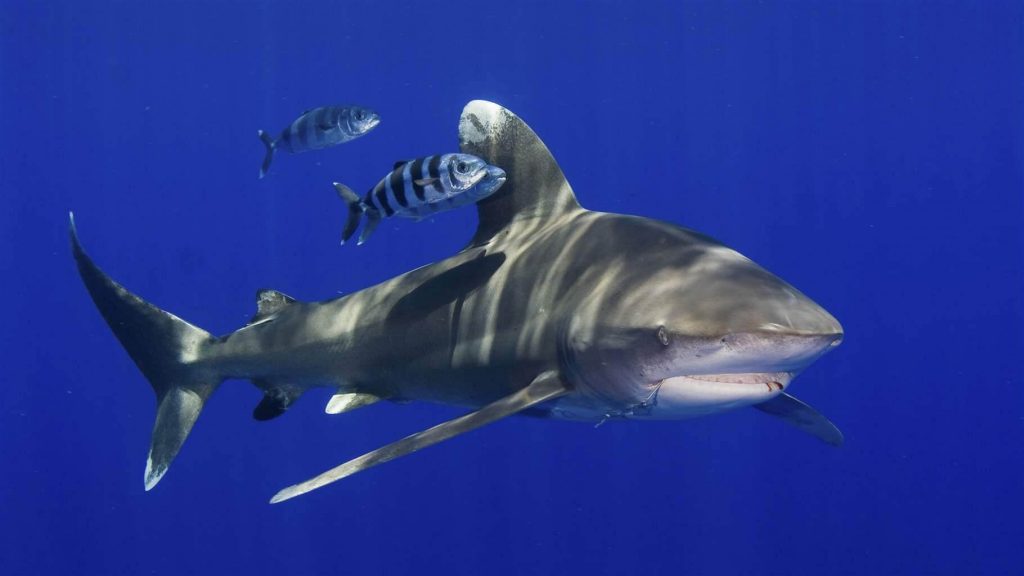 เรื่องเล่าของฉลาม