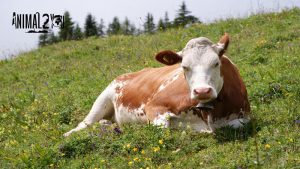 เรื่องน่ารู้เกี่ยวกับวัว