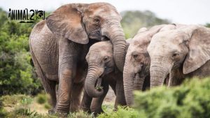 สตอรี่ของช้าง