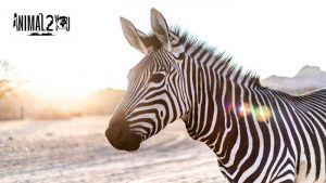 ประวัติ ม้าลาย