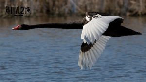 เรื่องเล่าของเป็ด