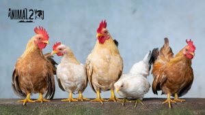 เรื่องของไก่